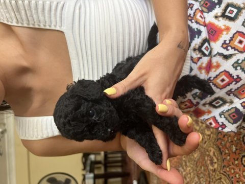 Siyah anne çikolata baba kore red poodle yavrular