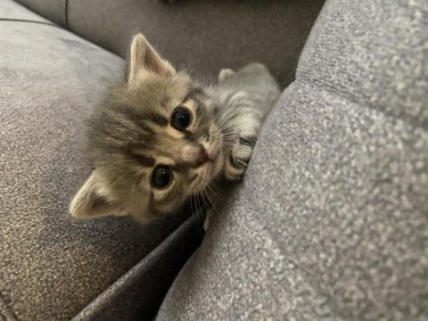 2 aylık 3 adet yavru kedi