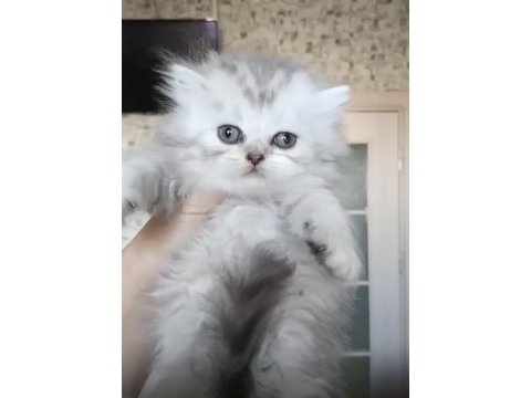 British longhair dişi erkek bebeklerimiz