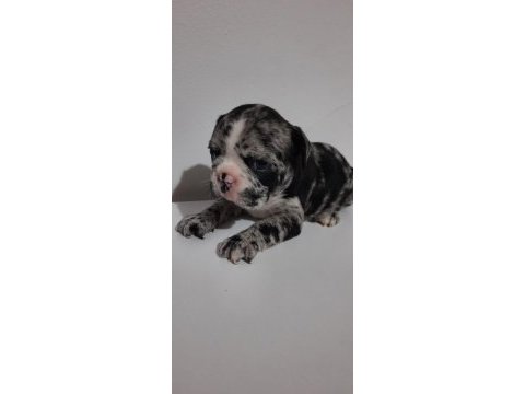 French bulldog