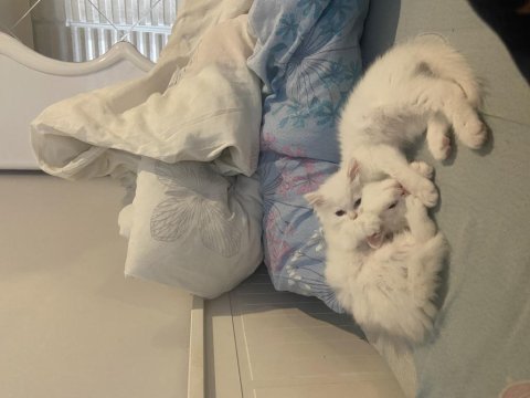 Safkan british longhair