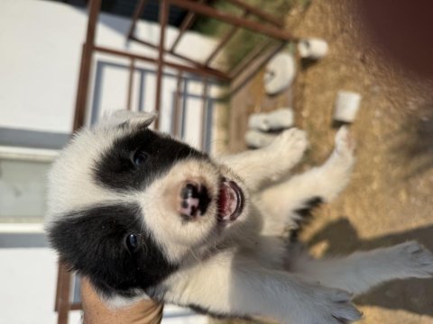 Blue merle ve siyah beyaz safkan border collie yavrular