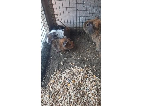Guinea pig yavrular