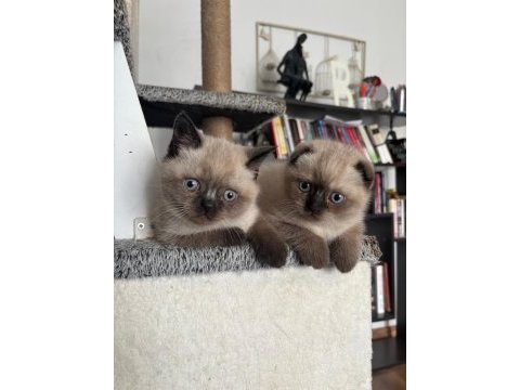 Blue point british shorthair