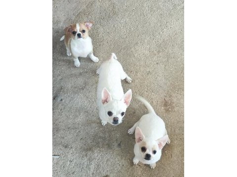 4 aylık chihuahua erkek ismi casper