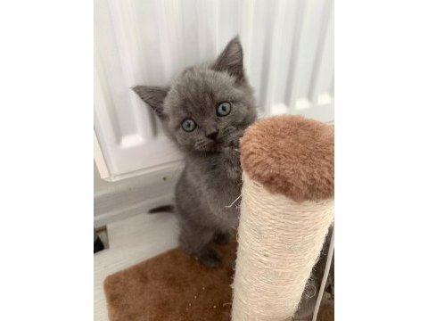14 mart doğumlu scottish straight ve scottish fold