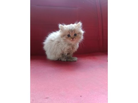 Ücretsiz orjinal british longhair yavru dişi