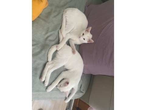 2 tane sahiplendirilecek kedilerimiz