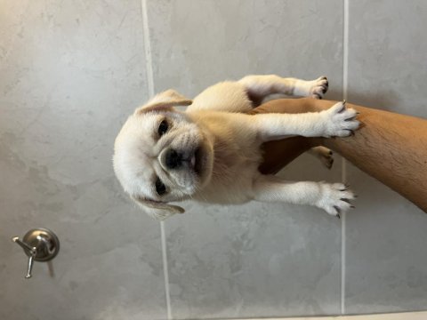 Pug mops özel renk yavrular