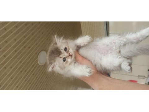 Uyguna sahiplendirilecektir british longhair