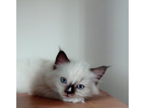 Şecereli anneden ve babadan ragdoll