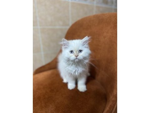 Harika gen british longhair red point