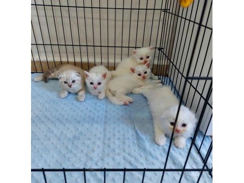 British shorthair