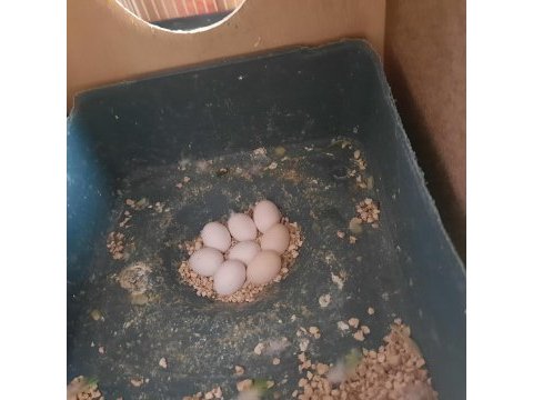 Yumurtalı muhabbet kuşu çiftlerim var