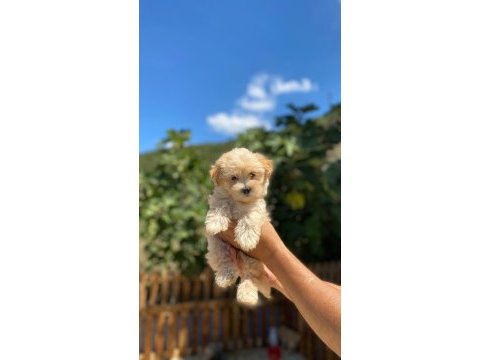 Maltipoo yavrularımız