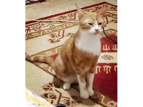 Sarman kızımız yuva arıyor depremde kurtarıldı