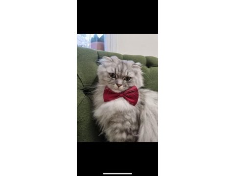3.5 yaşında sakin ve oyuncu scottish fold oğlumuz ücretsiz