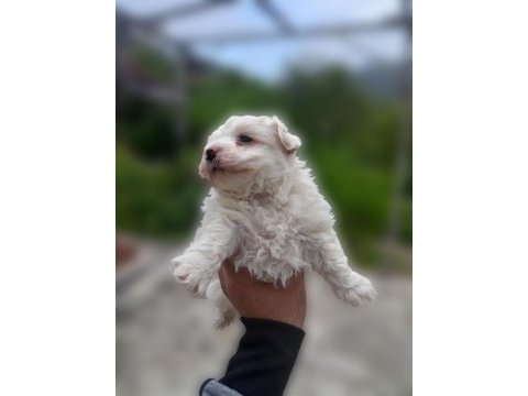 0 numara maltese terrier yavrumuz