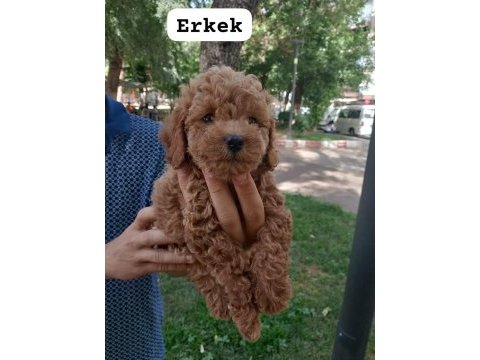 Pet eğitimli poodle yavrular