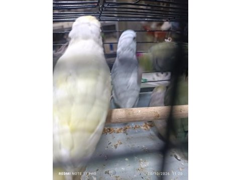 Hobiciden genç forpus papağanlar