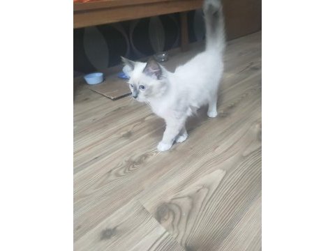 Safkan ragdoll 4 aylık dişi