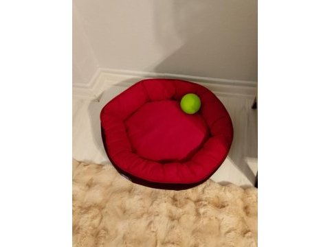 Maltese terrier 2 aylık dişi yavru