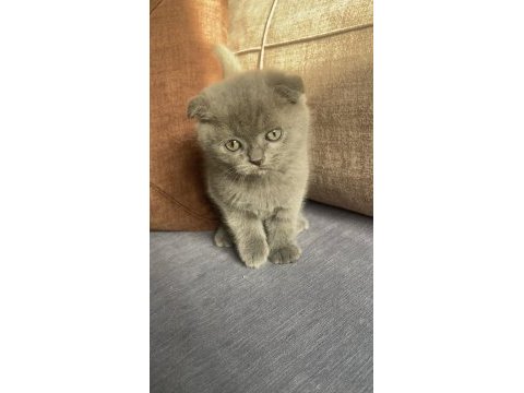12 eylül doğumlu scottish fold yavrular