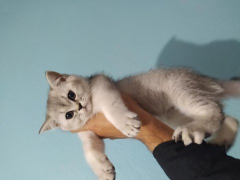 Safkan şecereli british shorthair