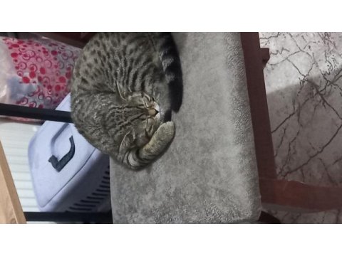 Acilen sahiplendirilmesi gereken tekir kedimiz