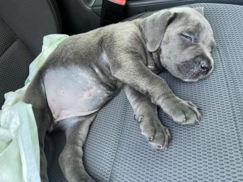 Cane corso kızımıza yeni yuva arıyoruz