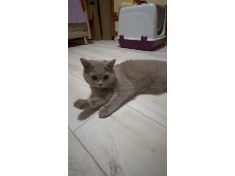 8 aylık safkan british shorthair lilac erkek