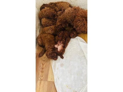Kore red brown safkan toy poodle yavrular