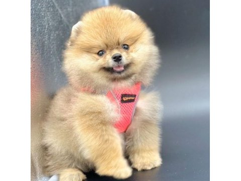 Safkan pomeranian boo bebekler