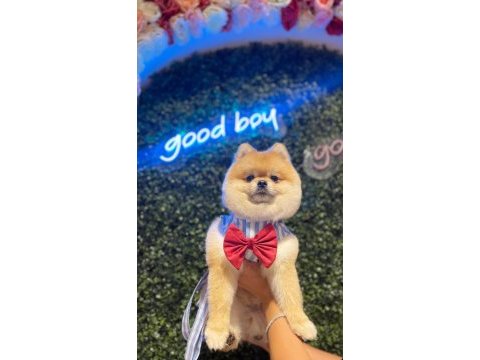 1 yaşında erkek orjinal ayı surat pomeranian