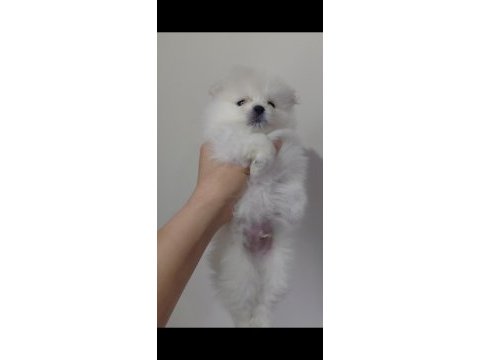 Pomeranian süt beyaz