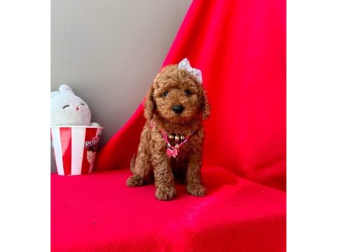 Safkan toy poodle yavrularımız