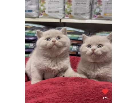 En güzel british shorthair yavrular