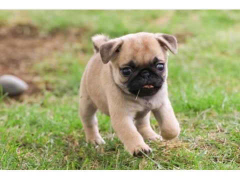 Safkan pug bebeklerim ev ortamı