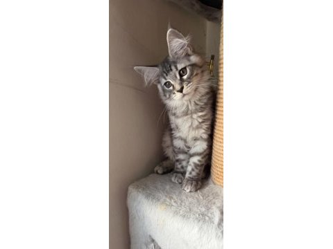 Xxl maine coon yavrular