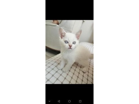 Safkan british blue point