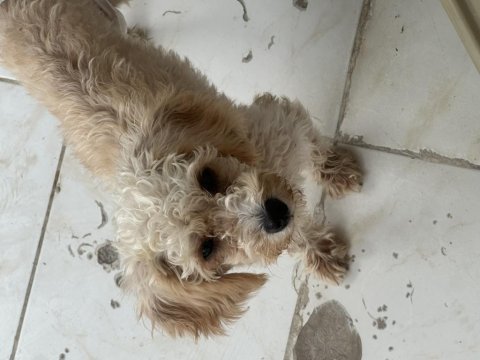 Dişi maltipoo