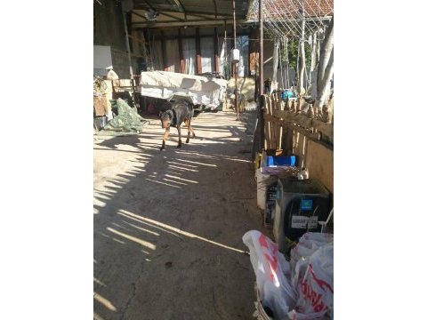 Erkek dişi doberman
