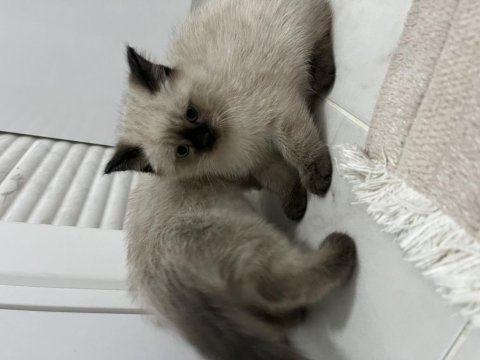 3 aylık siyam kedisi yavrular