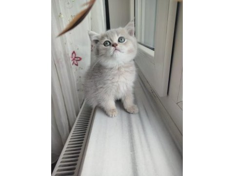Safkan british shorthair golden yavru