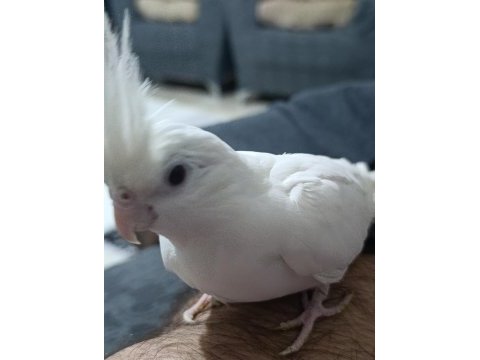 Albino sultan papağanı
