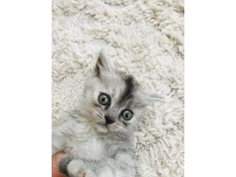 Bayram şekeri kedimiz