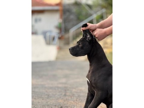 A şecereli 7 aylık dişi cane corso