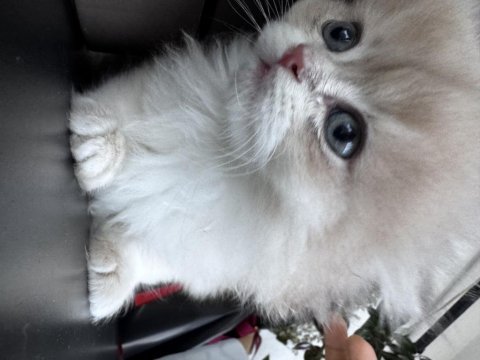 British longhair erkek 2 aylık kedimiz