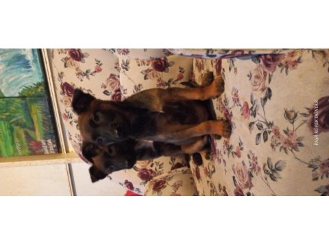 Bursadan a kalite malinois yavrular