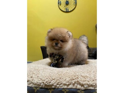 Pomeranian boo yavrular